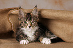 Maine Coon Ktzchen