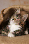 Maine Coon Ktzchen