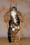 Maine Coon Ktzchen