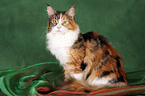 sitzende Maine Coon