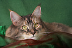 Maine Coon Portrait