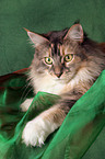 liegende Maine Coon