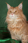 Maine Coon Portrait