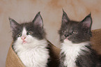 2 Maine Coon Ktzchen