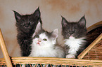 3 Maine Coon Ktzchen