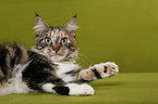 liegende Maine Coon