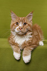 Maine Coon