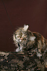 Maine Coon