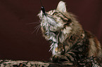 Maine Coon