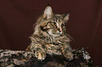 Maine Coon