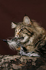 Maine Coon