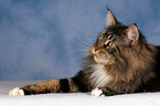 liegende Maine Coon