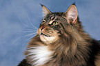 Maine Coon Portrait