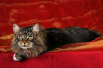 liegende Maine Coon