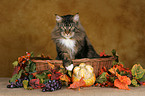 Maine Coon in Krbchen