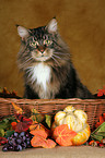 Maine Coon in Krbchen