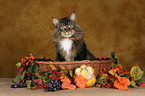 Maine Coon in Krbchen