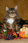 Maine Coon Portrait