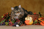 Maine Coon in Krbchen