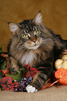 liegende Maine Coon