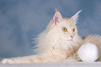 liegende Maine Coon