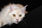 se Maine Coon