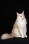 sitzende Maine Coon