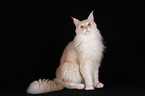 sitzende Maine Coon