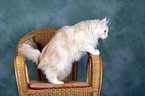 stehende Maine Coon