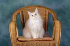 sitzende Maine Coon