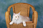 liegende Maine Coon