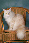 sitzende Maine Coon