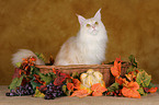 Maine Coon in Krbchen