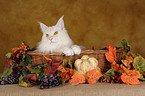 Maine Coon in Krbchen