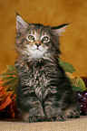 Maine Coon Ktzchen