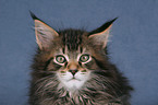 Maine Coon Ktzchen