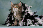 spielendes Maine Coon Ktzchen