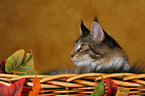 Maine Coon in Krbchen