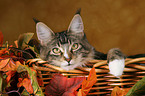 Maine Coon in Krbchen