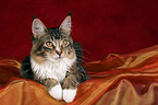 liegende Maine Coon