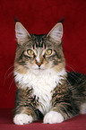 liegende Maine Coon