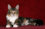 liegende Maine Coon