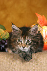 Maine Coon Ktzchen