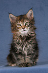 Maine Coon Ktzchen