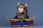 Maine Coon Ktzchen