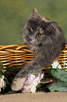 Maine Coon in Krbchen