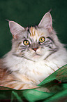 Maine Coon Portrait