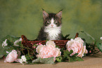 Maine Coon Ktzchen