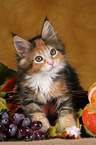 Maine Coon Ktzchen