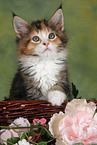 Maine Coon Ktzchen